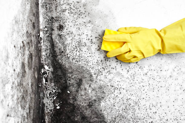 Best Mold Damage Restoration  in Lindstrom, MN