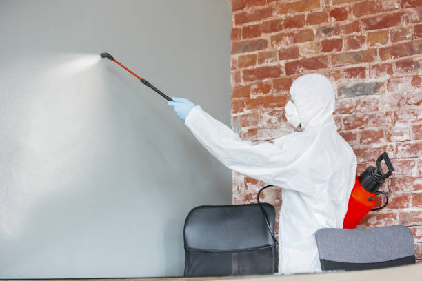 Best Water Damage & Mold Remediation  in Lindstrom, MN